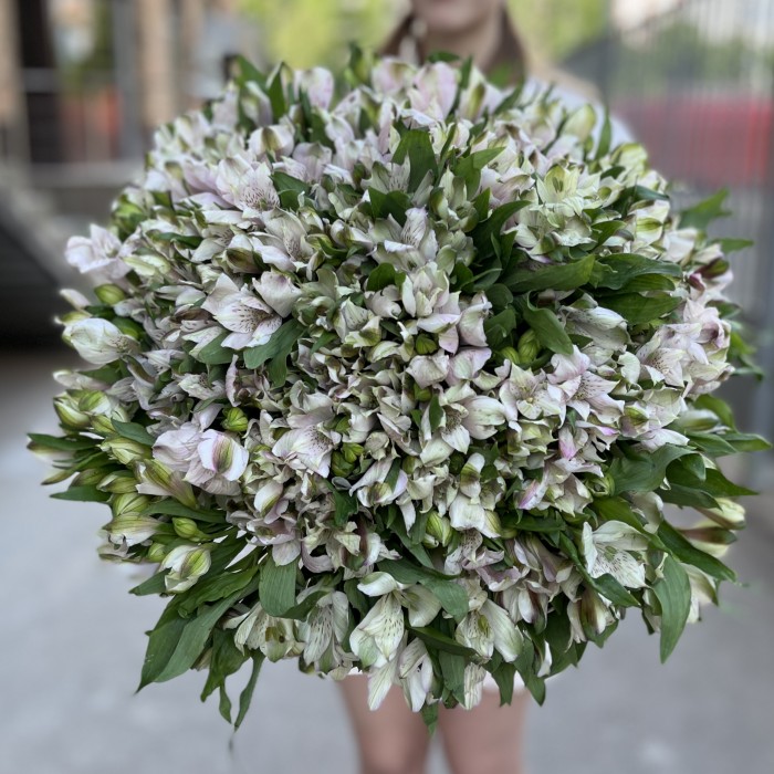 101 бело-фиолетовая альстромерия